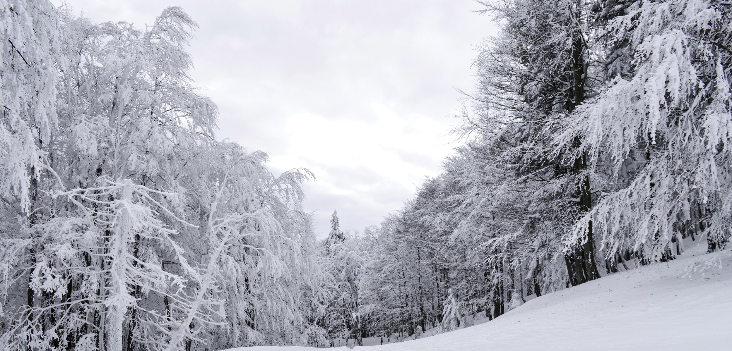 snowy-winter-slider-2500×1200 snowy winter