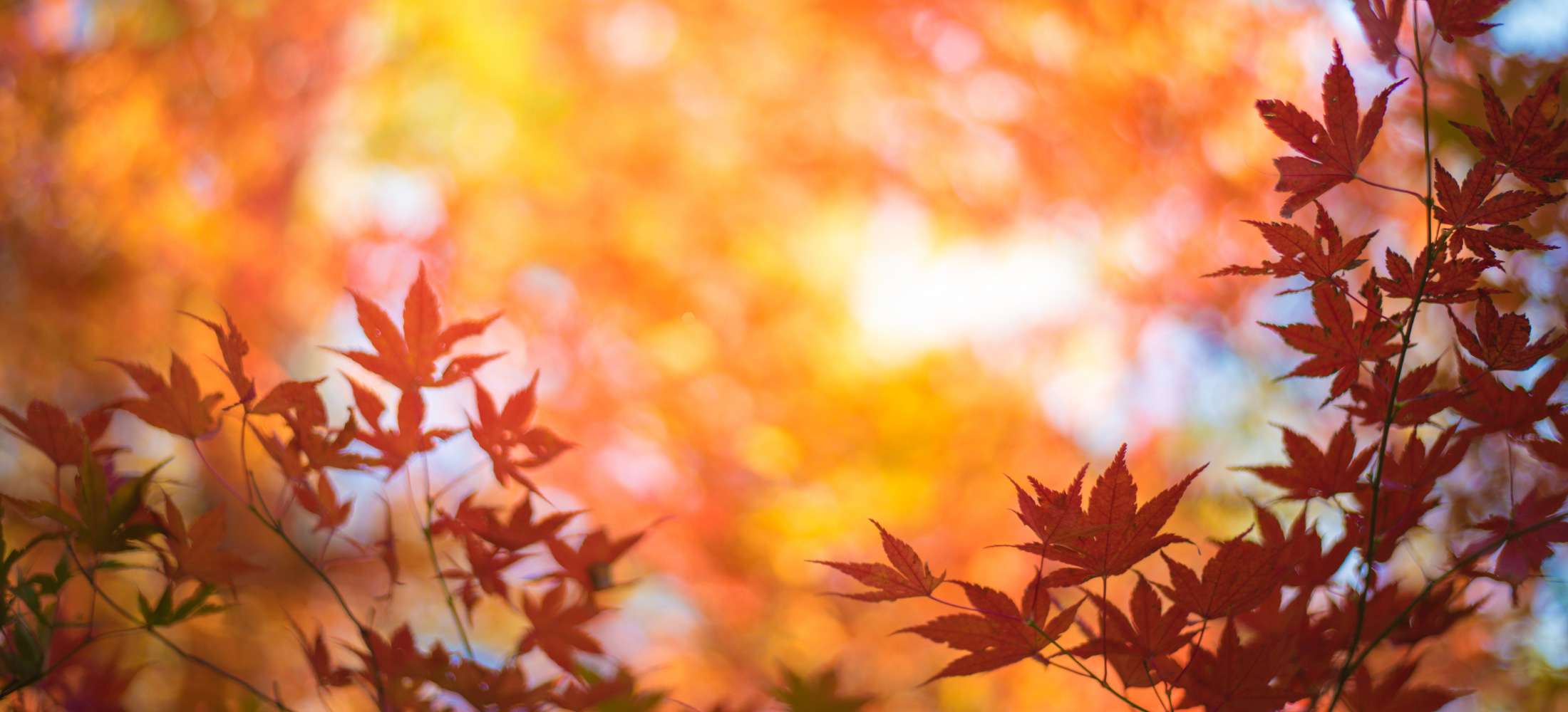 Fall picture