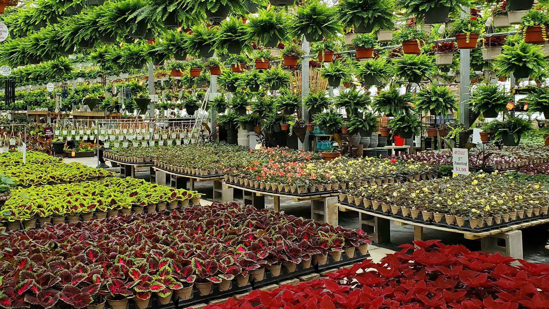 Home The Bloomin' Gardener